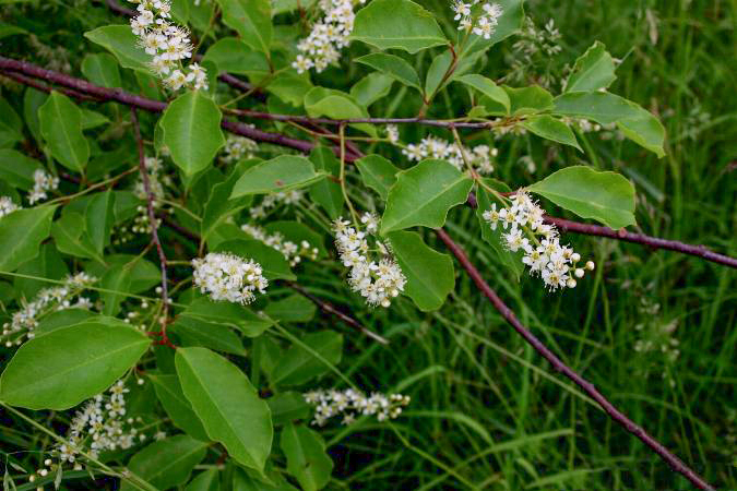 Prunus-serotina